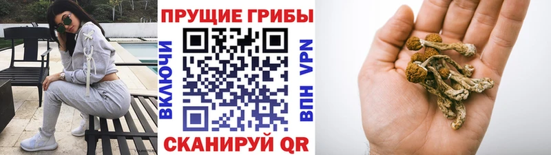 Купить где  Томмот  Псилоцибиновые грибы мухоморы 